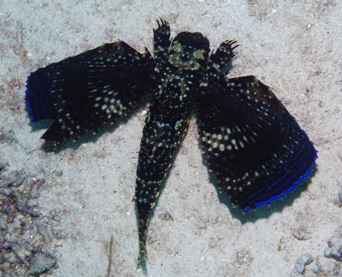 Flying Gurnard